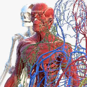 Male Full Body Anatomy 3D model